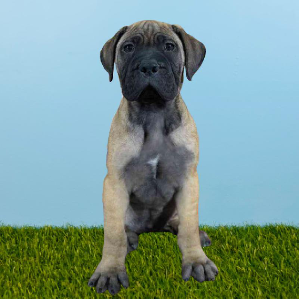 Female Bullmastiff Puppy for sale