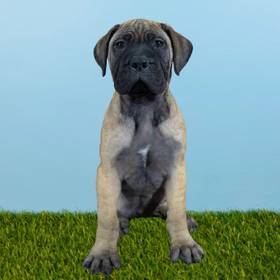 Bullmastiff