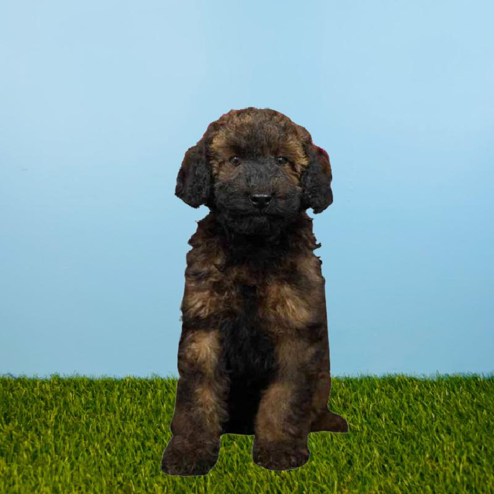 Male 2nd Gen Mini Goldendoodle Puppy for sale