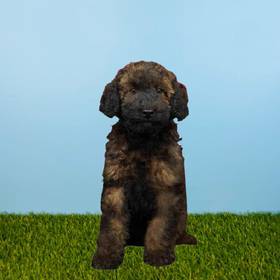 2nd Gen Mini Goldendoodle