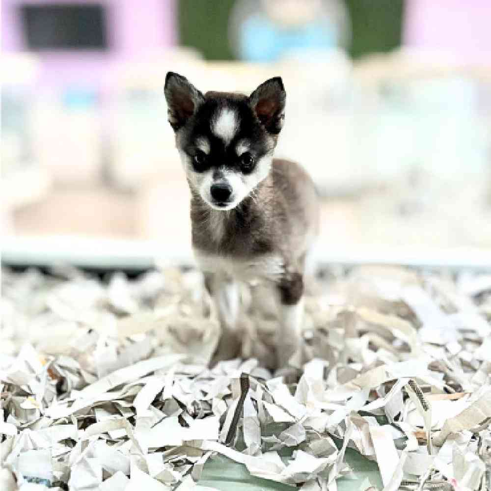 carousel pet images