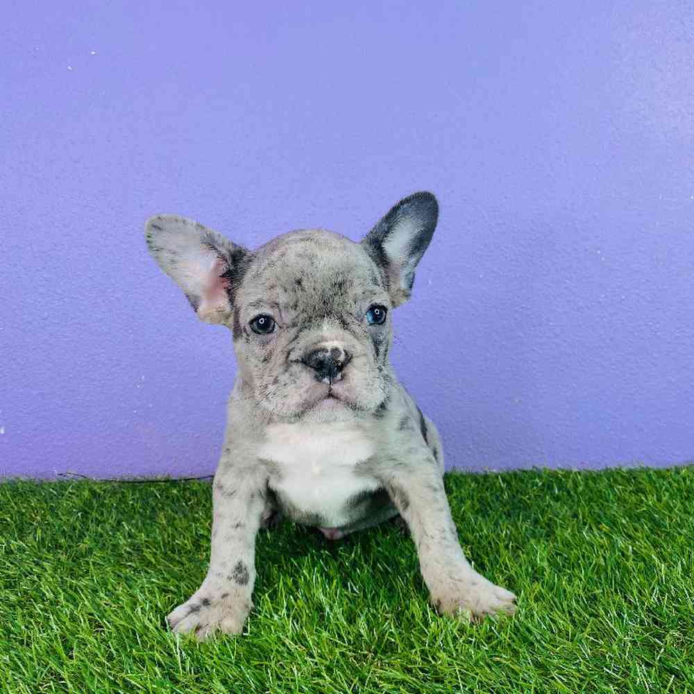 Male French Bulldog Puppy for sale