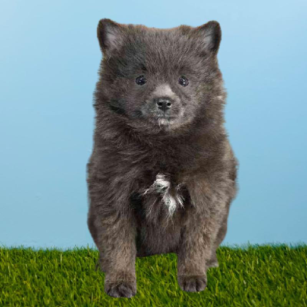 Female Pomeranian Puppy for sale