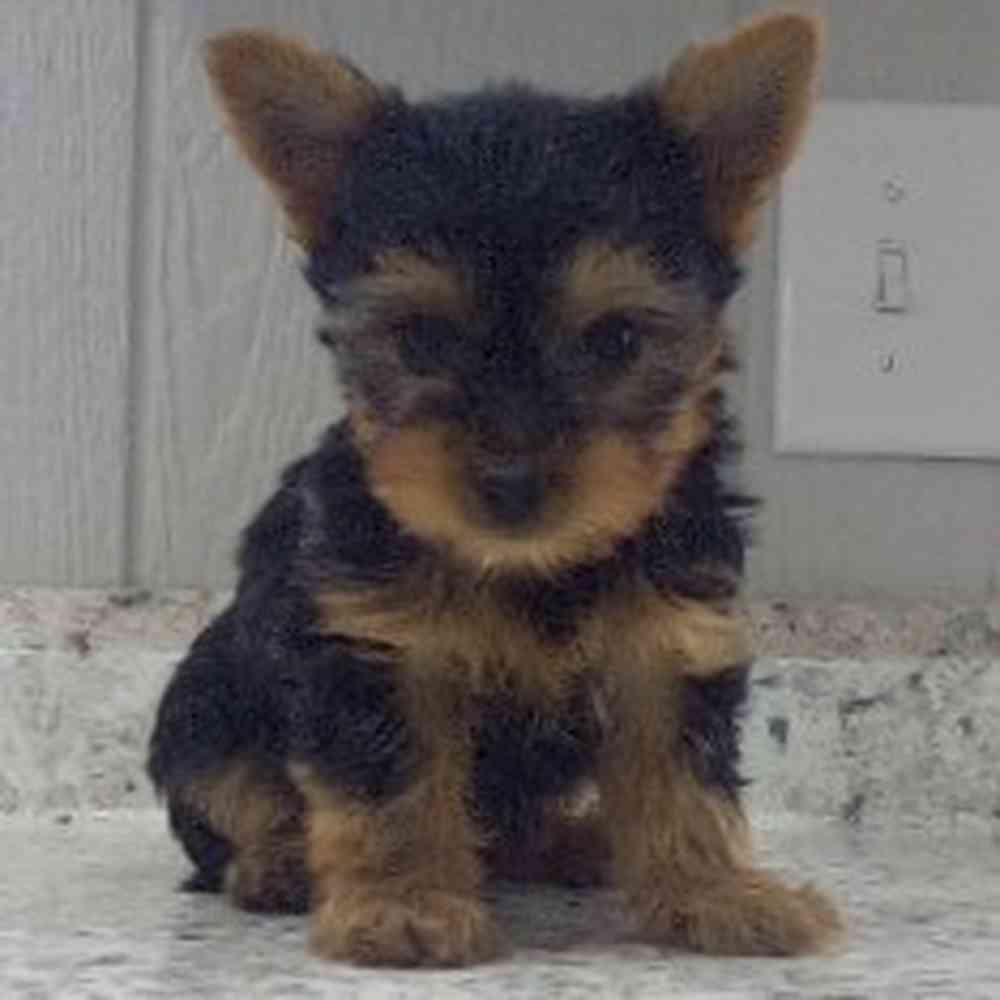pet breed image