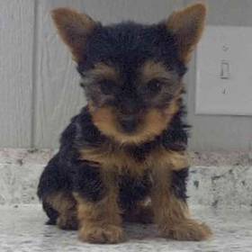 Yorkie