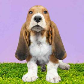 Basset Hound