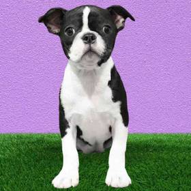 Boston Terrier