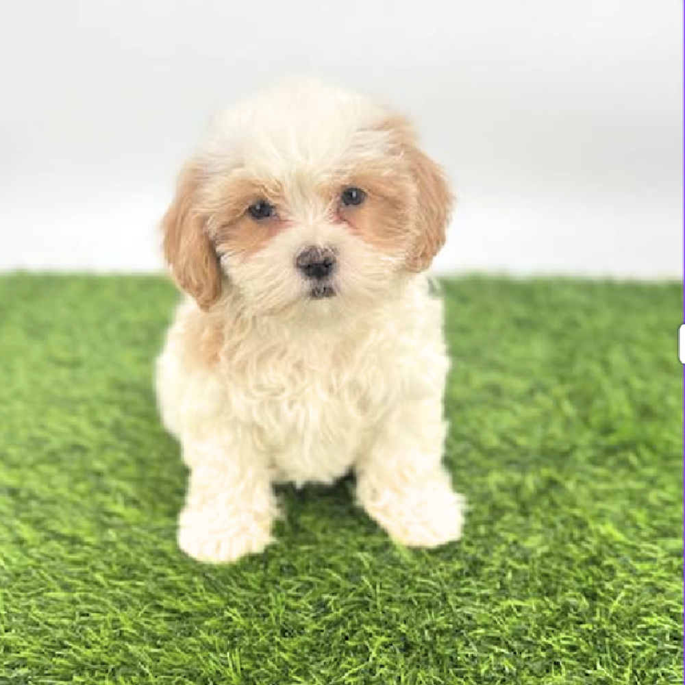 carousel pet images