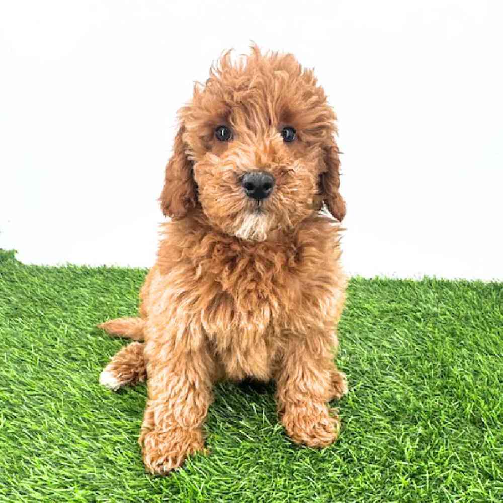 pet breed image