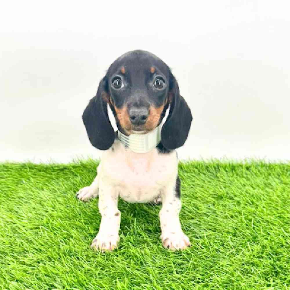 pet breed image