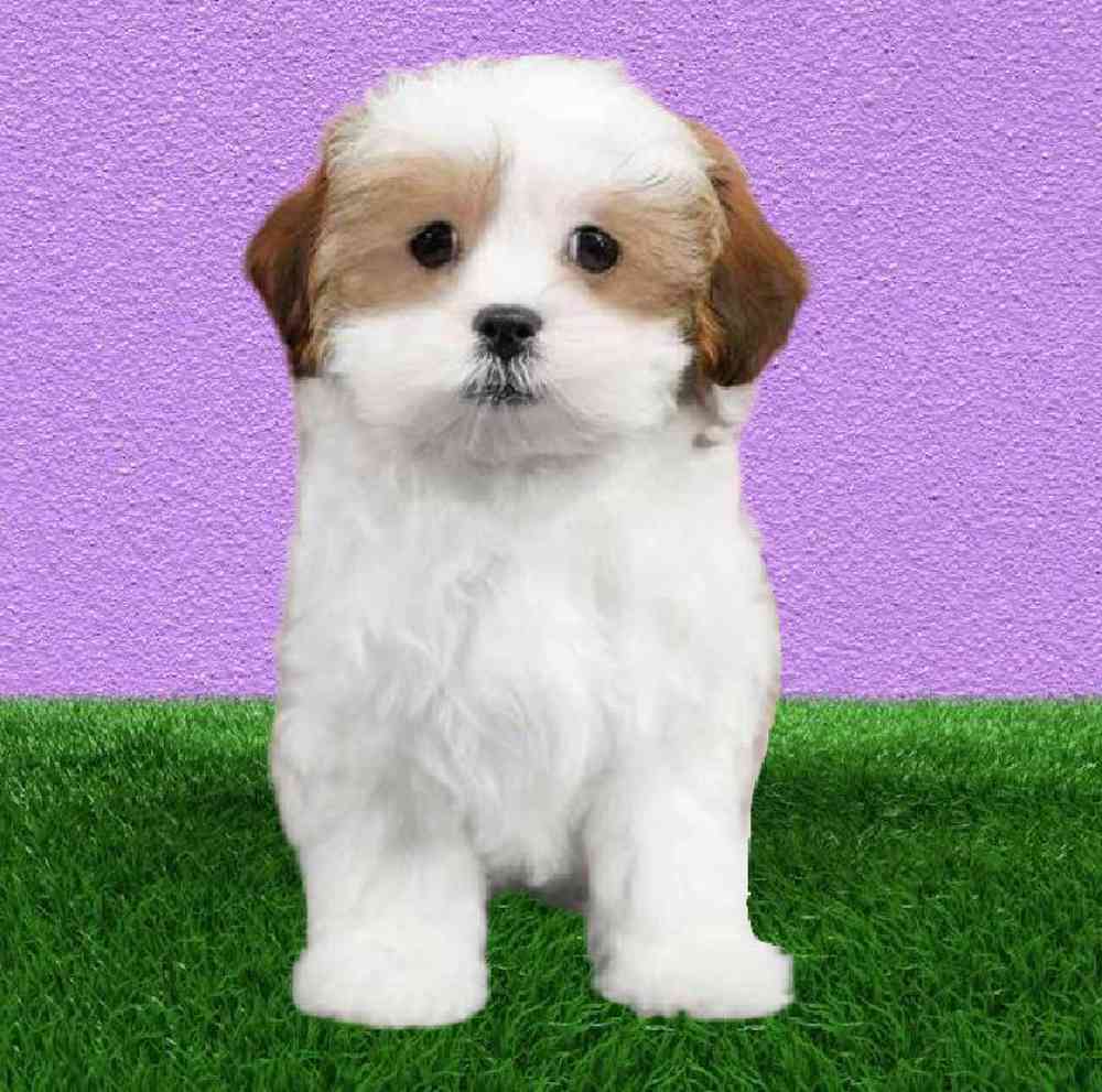 Female Shizapoo Puppy for Sale in Puyallup, WA