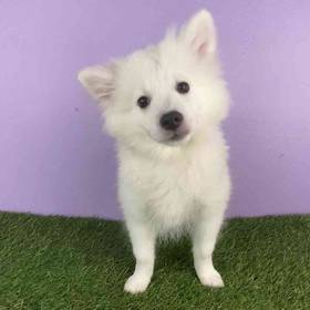 American Eskimo