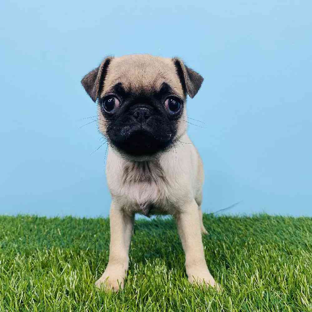 Female Pug Puppy for sale