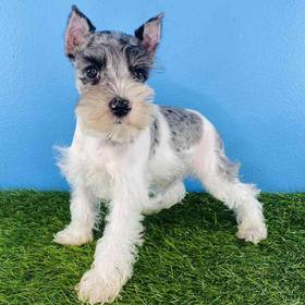 Mini Schnauzer