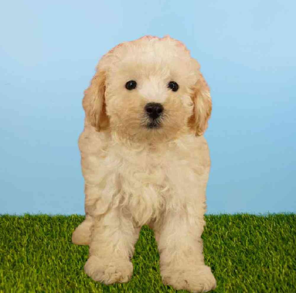 Male Bichapoo Puppy for sale