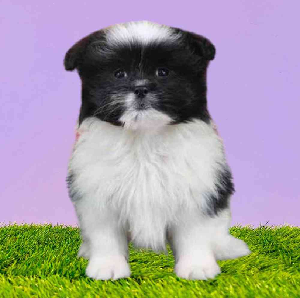 carousel pet images