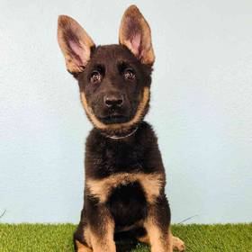 German Shepherd