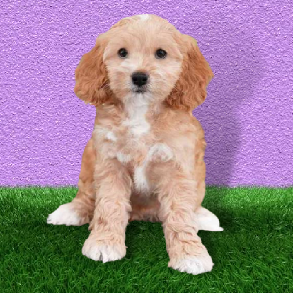 Female Cockapoo Puppy for Sale in Marietta, GA