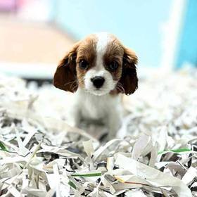Cavalier King Charles Spaniel