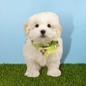 Maltese