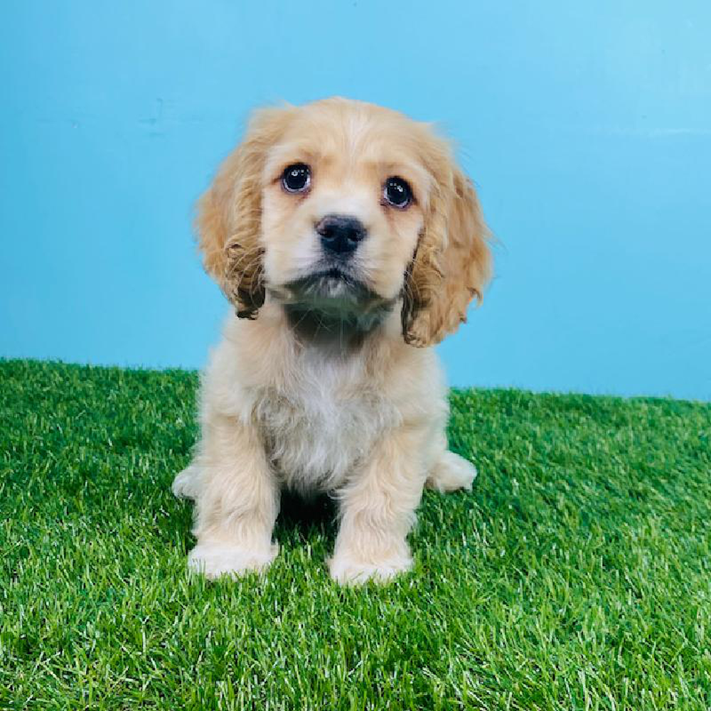 Male Cocker Spaniel Puppy for sale