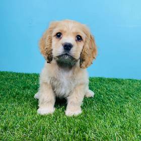 Cocker Spaniel