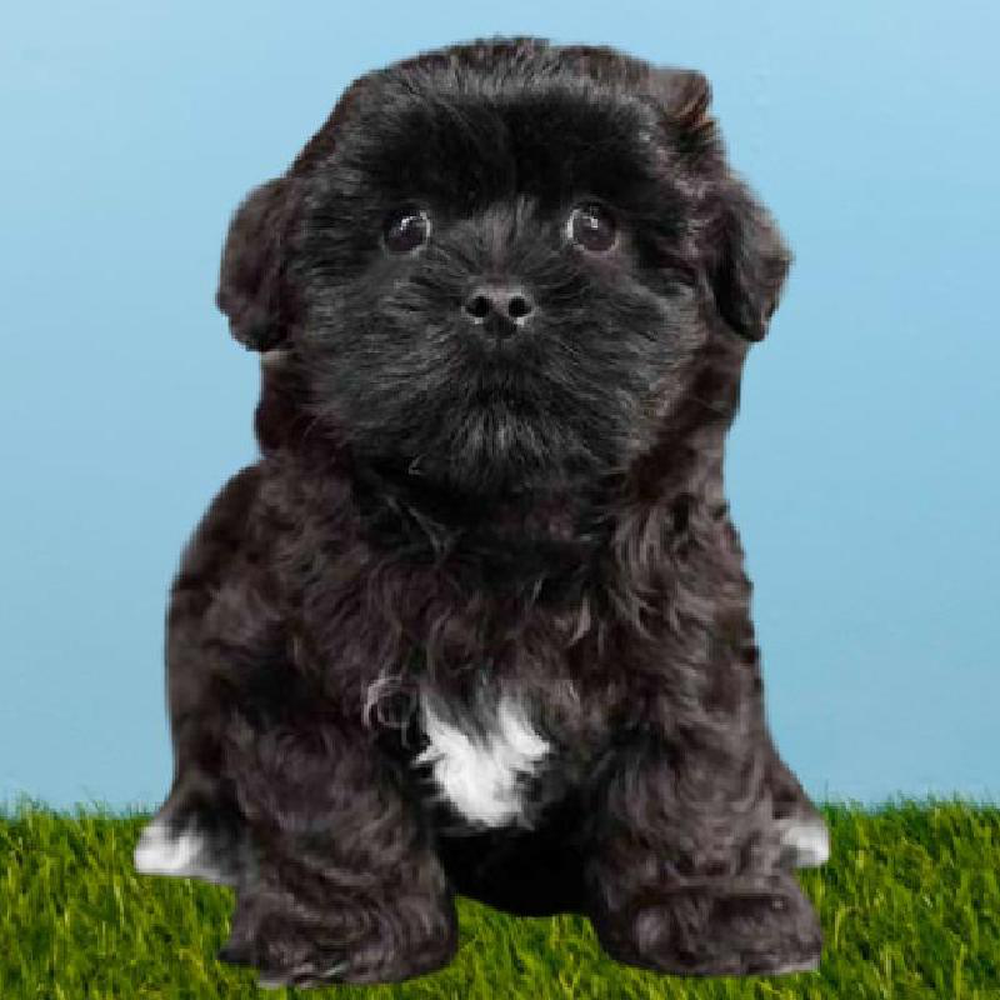 Male Malshi Puppy for sale