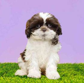 Shih Tzu