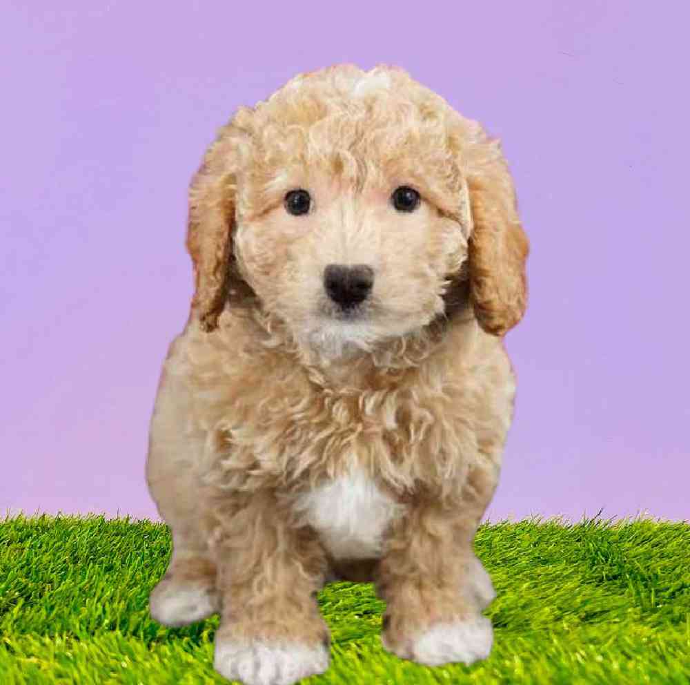 carousel pet images
