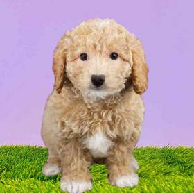 Bichapoo