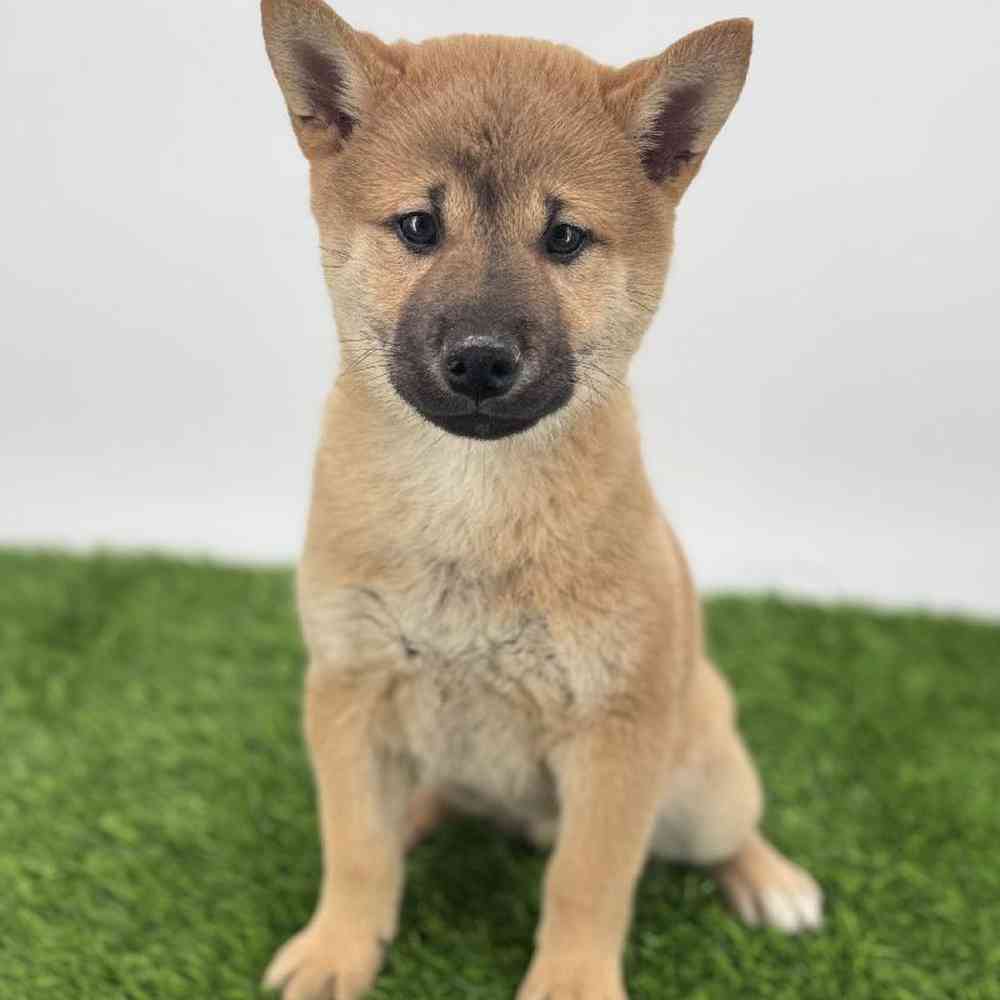 pet breed image