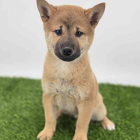 Shiba Inu