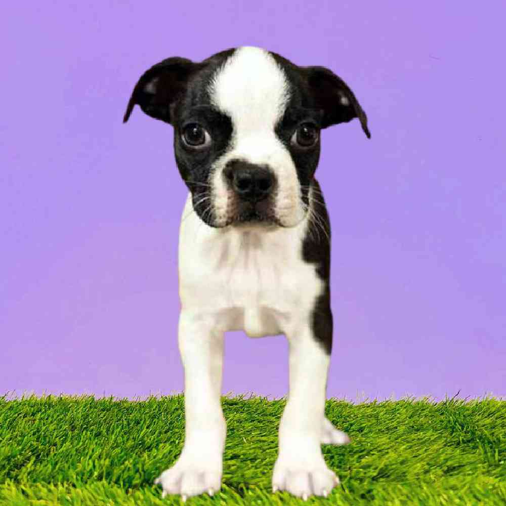Male Boston Terrier Puppy for Sale in Puyallup, WA
