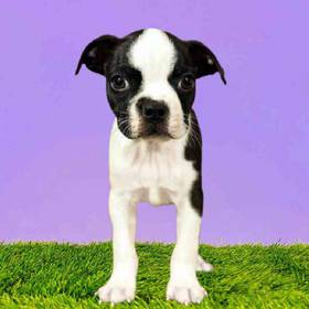 Boston Terrier