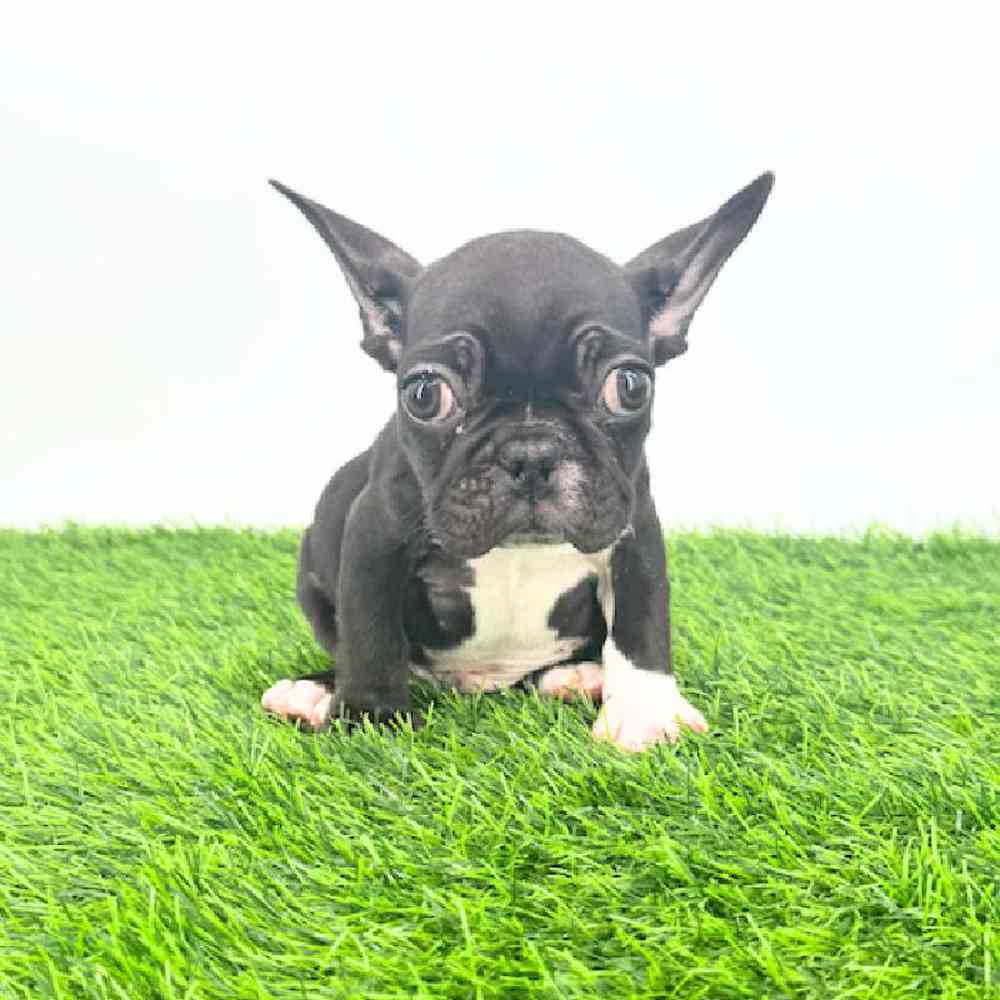 pet breed image