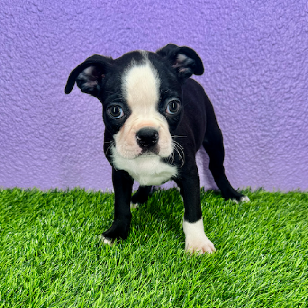 pet breed image