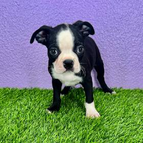 Boston Terrier