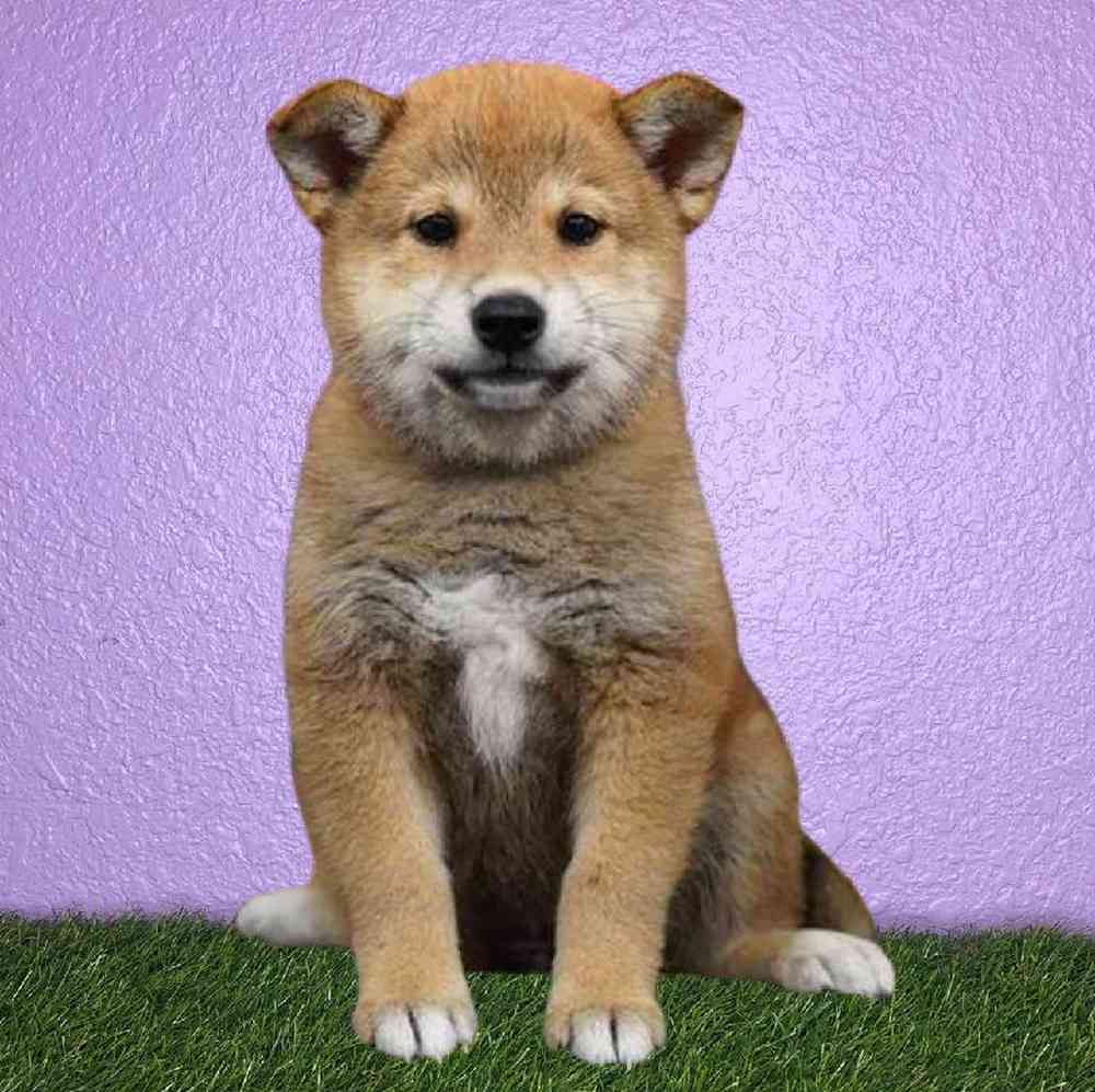 Female Shiba Inu Puppy for sale