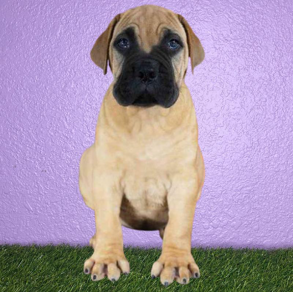 Female Bullmastiff Puppy for sale