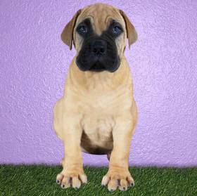 Bullmastiff