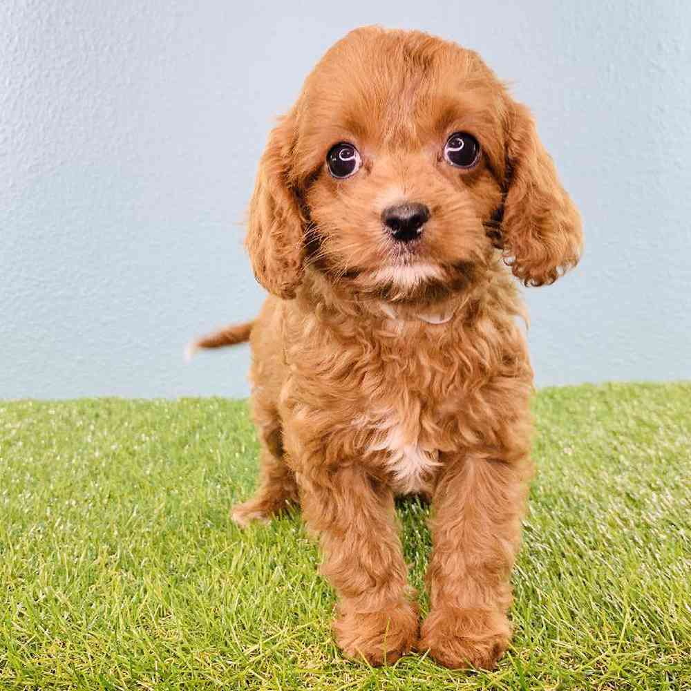 carousel pet images