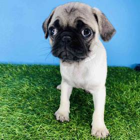 Pug