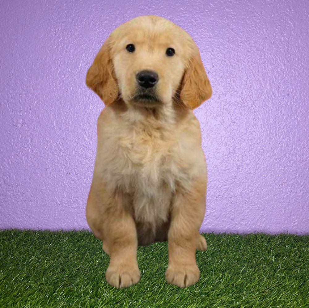 Female Golden Retriever Puppy for Sale in New Braunfels, TX