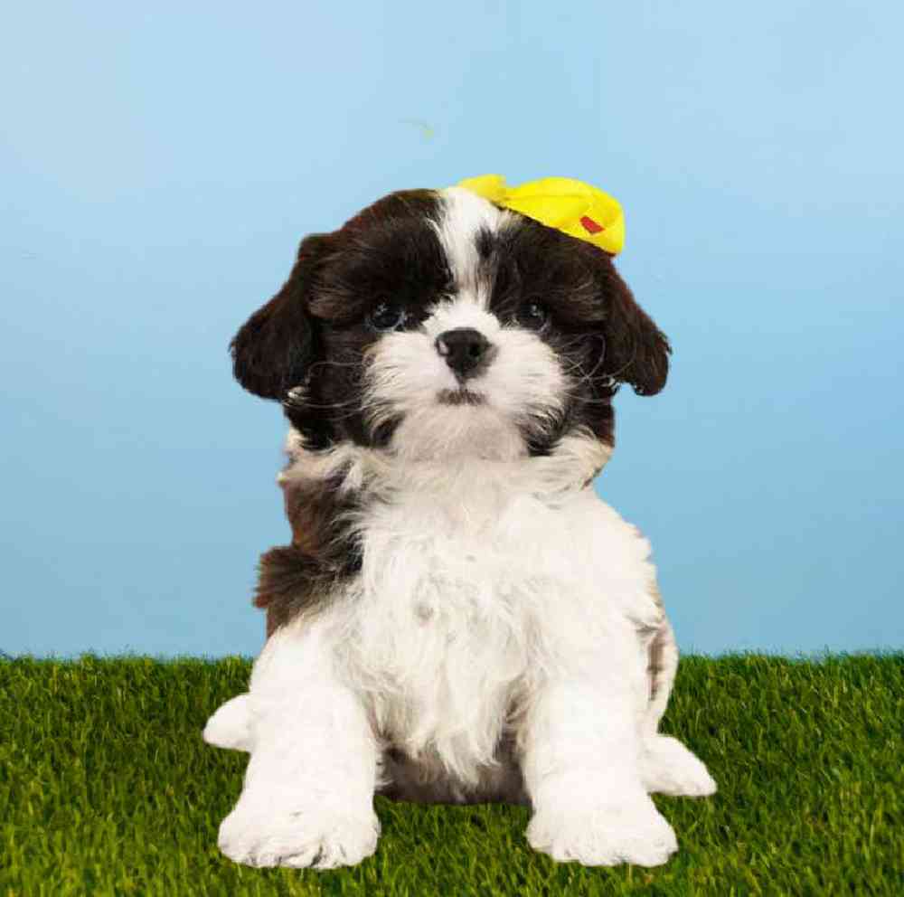 carousel pet images