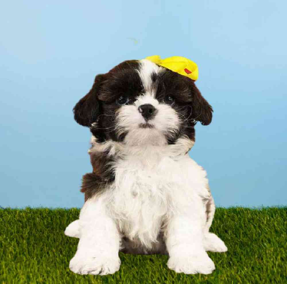 Female Shih Tzu Puppy for sale