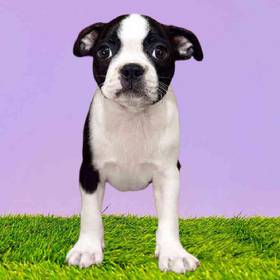 Boston Terrier