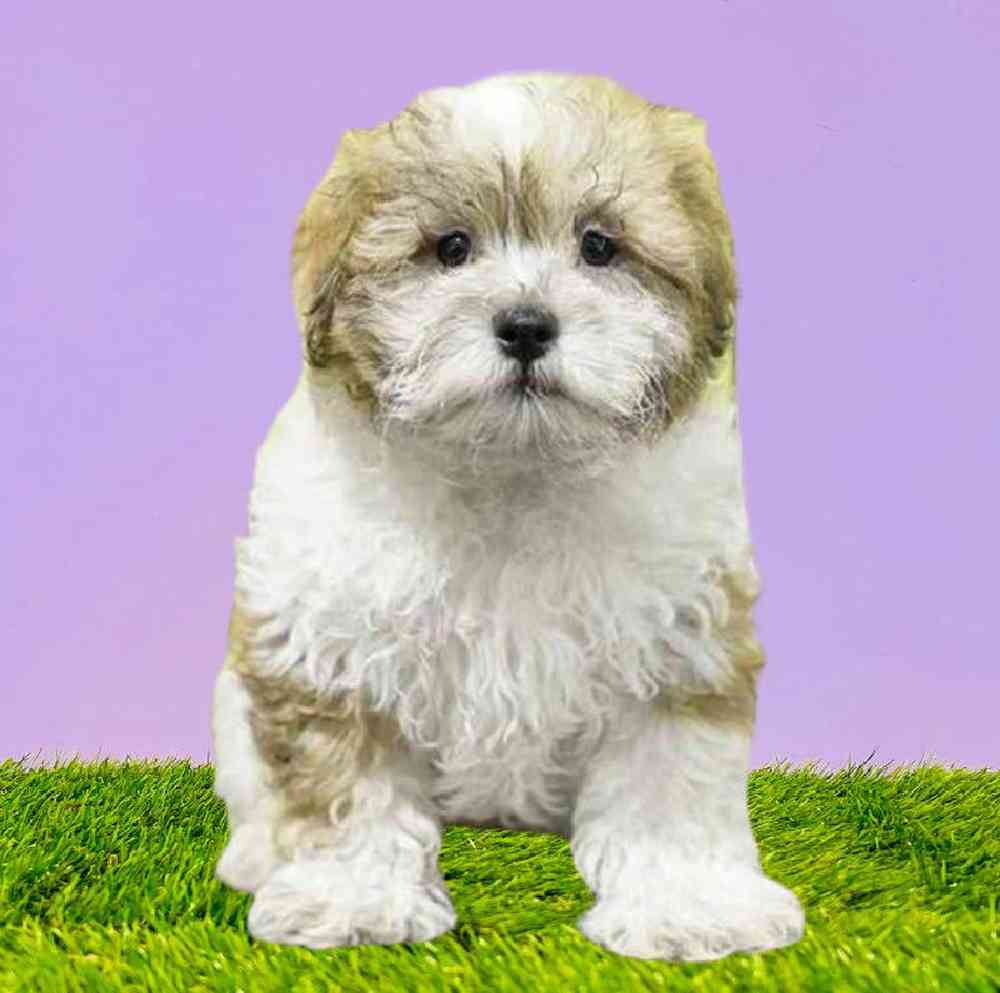 Male Shizapoo Puppy for Sale in Puyallup, WA
