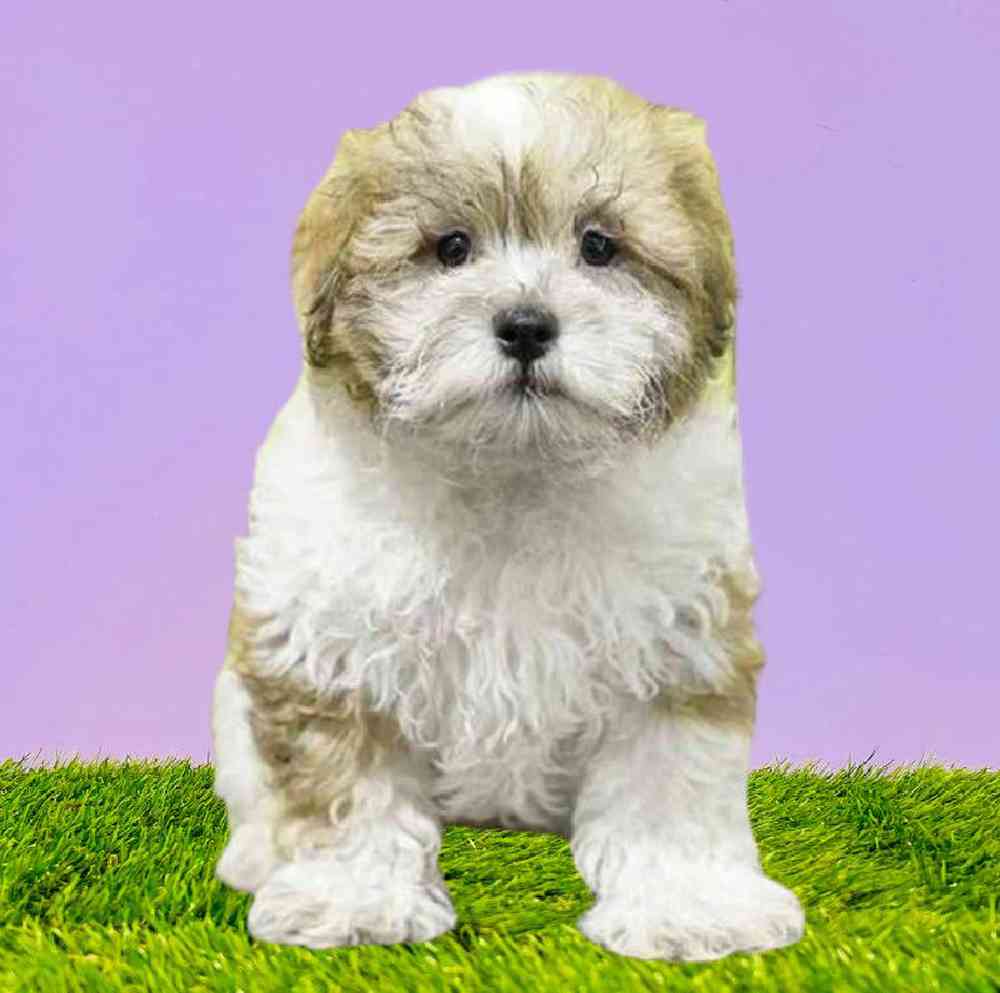 Shizapoo