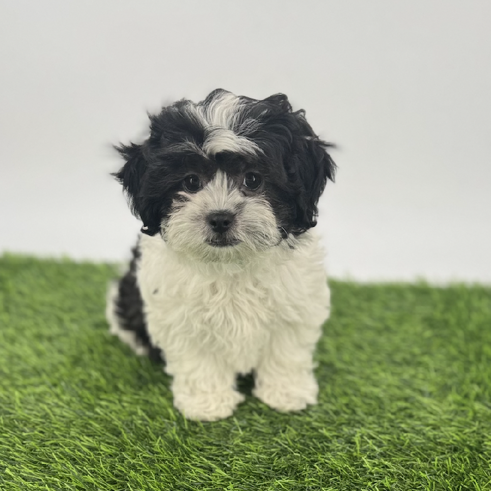 pet breed image