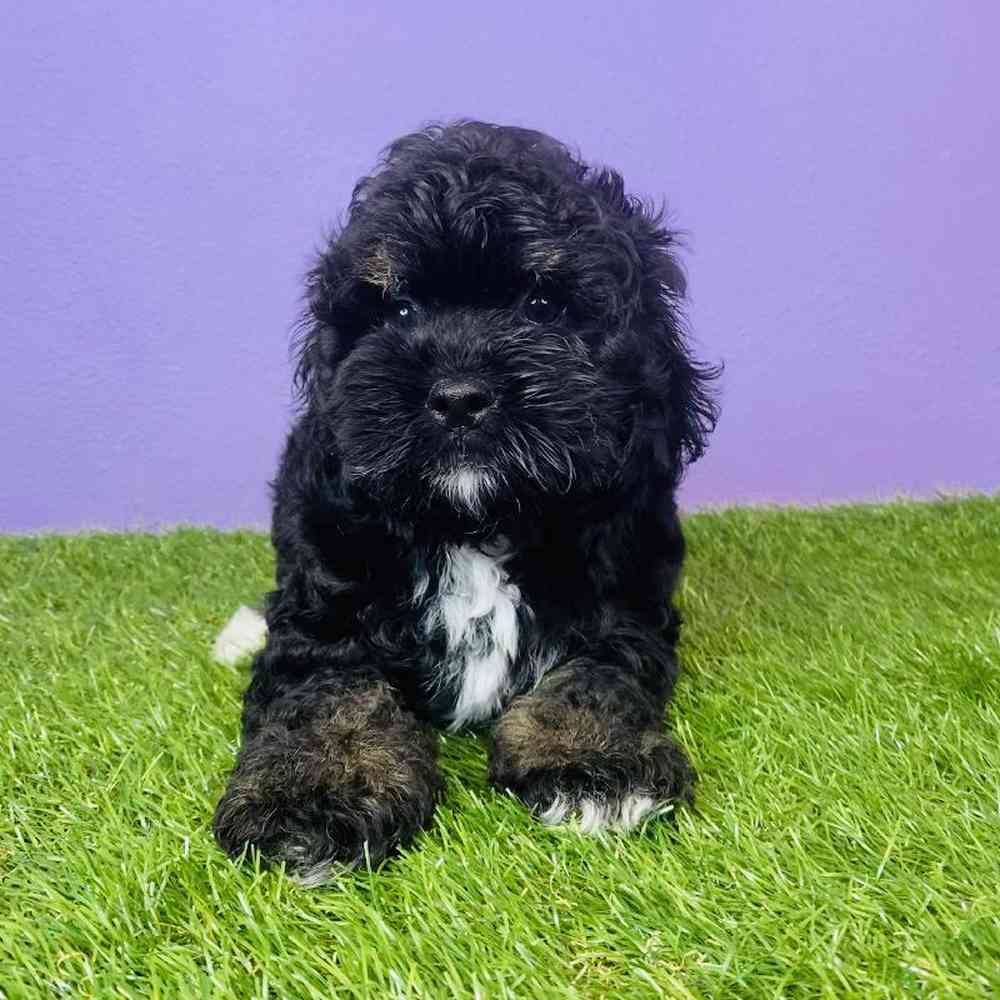 Female Cockapoo Puppy for sale